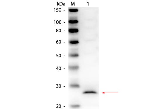 Polyclonal Rabbit anti-Pig CELA1 / Pancreatic Elastase 1 Antibody (Liquid, IF, WB)