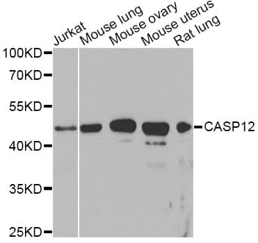 CASP12 / Caspase 12 Antibody