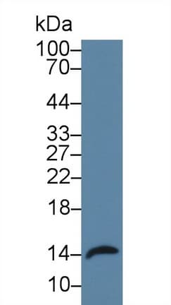 REG3A Antibody (aa25-142, PE)