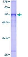 Human CTSW / Cathepsin W Protein (Recombinant GST)