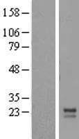 MRPL12 Protein (Over-Expression Lysate Myc-DDK (Flag))