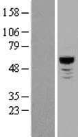 NLK Protein (Over-Expression Lysate Myc-DDK (Flag))