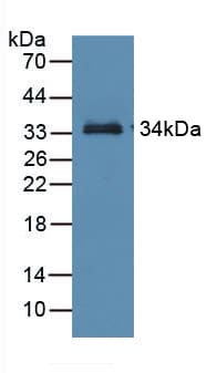 RBP3 / IRBP Antibody (aa18-320, FITC)