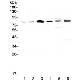 CEP68 Antibody