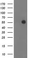 ITFG2 Antibody (clone OTI3G4)