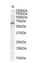 PathPlus™ IGSF4C / CADM4 Antibody (aa73-83)