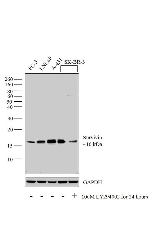 BIRC5 / Survivin Antibody (clone 1H5)