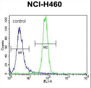 PARK2 / Parkin 2 Antibody (aa111-140)