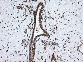 HMRF1L / MTRF1L Antibody (clone OTI2B5)