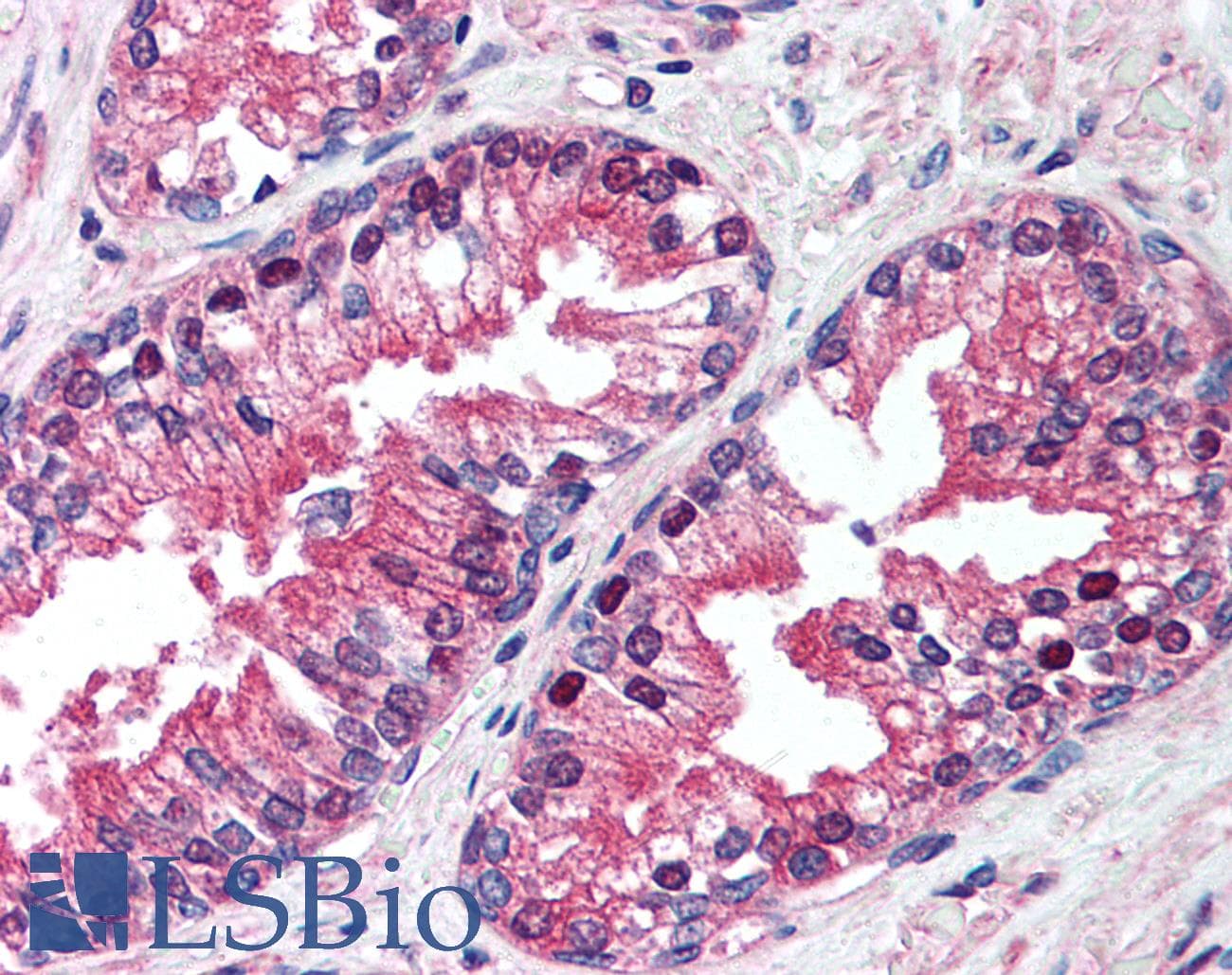 IHC-plus™ Monoclonal Mouse anti-Human VCP Antibody (clone 4G9, IHC, IF, WB)