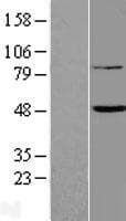 Human FAM46B Protein (Over-Expression Lysate Myc-DDK (Flag))