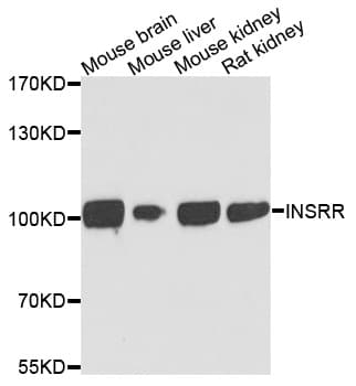 INSRR Antibody