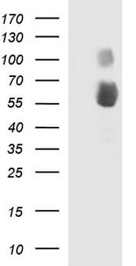 SIGLEC7 / CD328 Antibody (clone OTI1D11, Carrier-free)