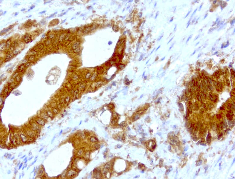 WIBG Antibody (clone UMAB207)