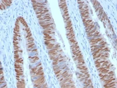 CDX2 Antibody (aa150-249, clone CDX2/2951R)