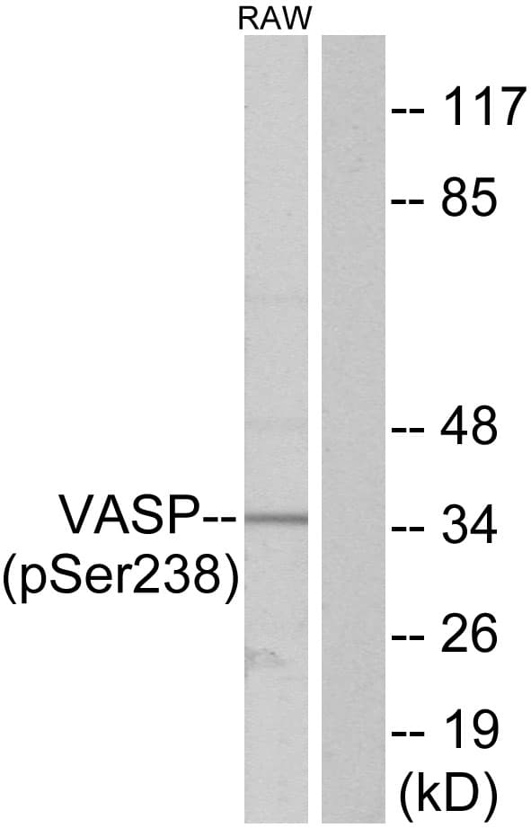 VASP Antibody (phospho-Ser238)