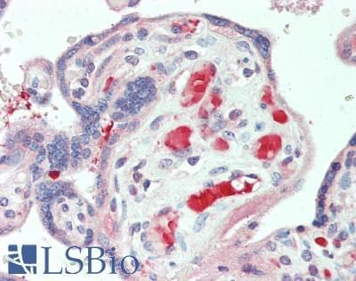 IHC-plus™ KLK10 / Kallikrein 10 Antibody