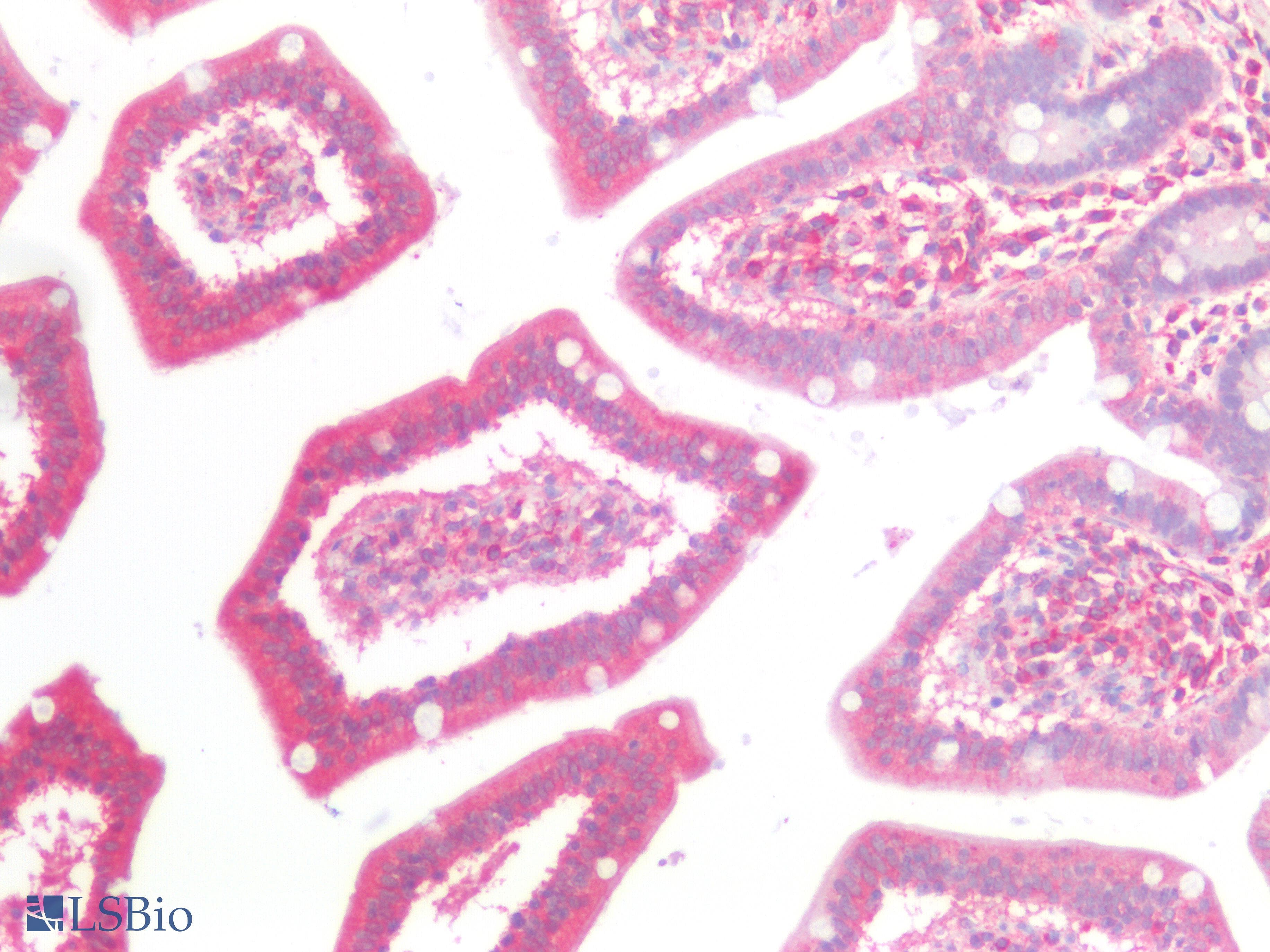 Polyclonal Rabbit anti-Human GNA11 Antibody (aa1-359, IHC, WB)