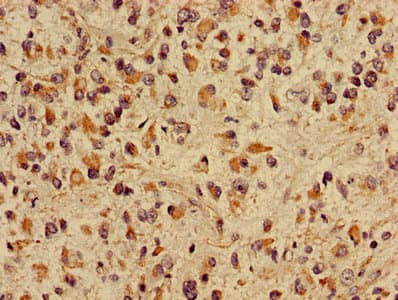 Polyclonal Rabbit anti-Human CRIPT Antibody
