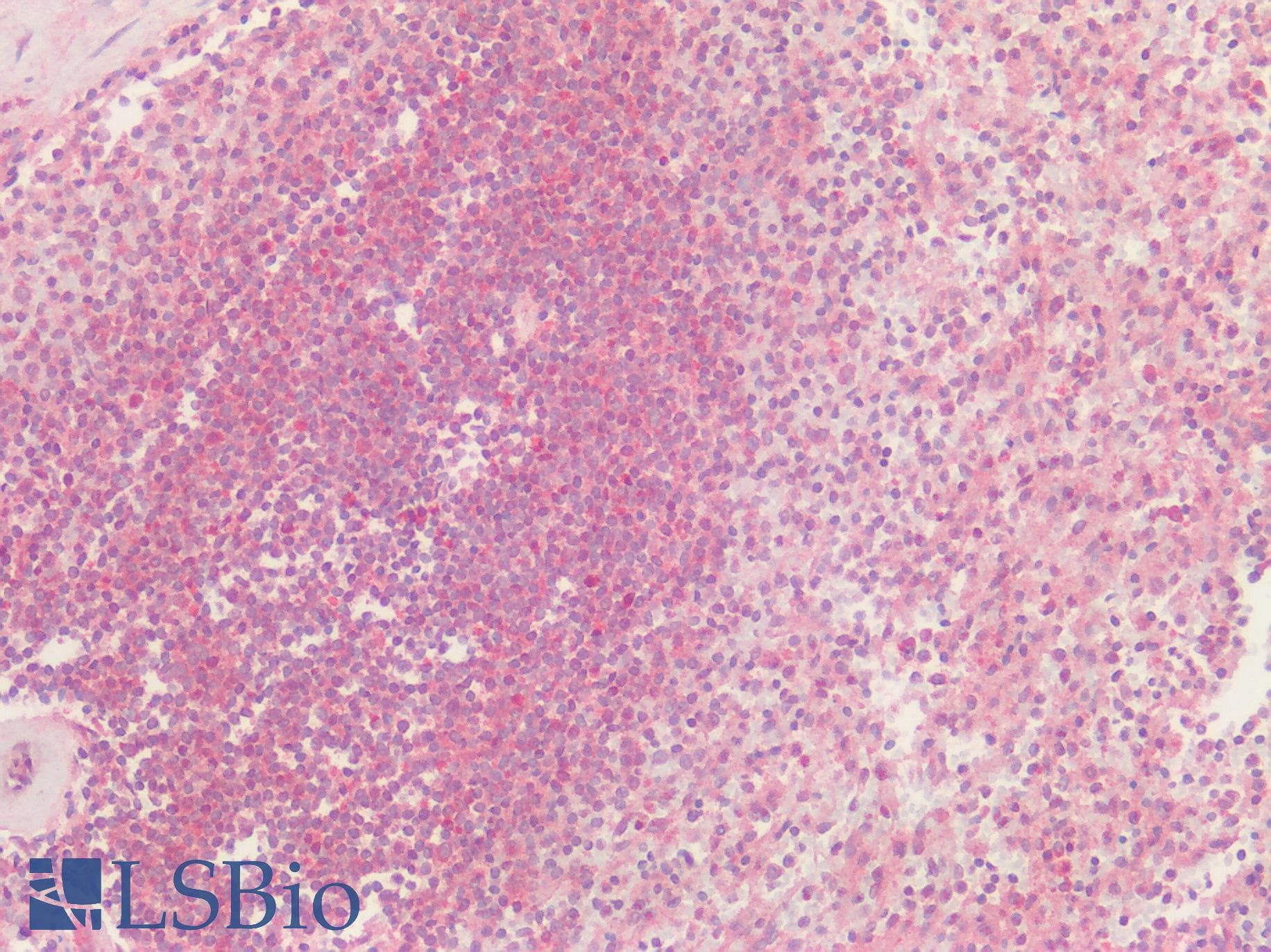 PathPlus™ Polyclonal Rabbit anti-Human T1R3 / TAS1R3 Antibody (N-Terminus, IHC)