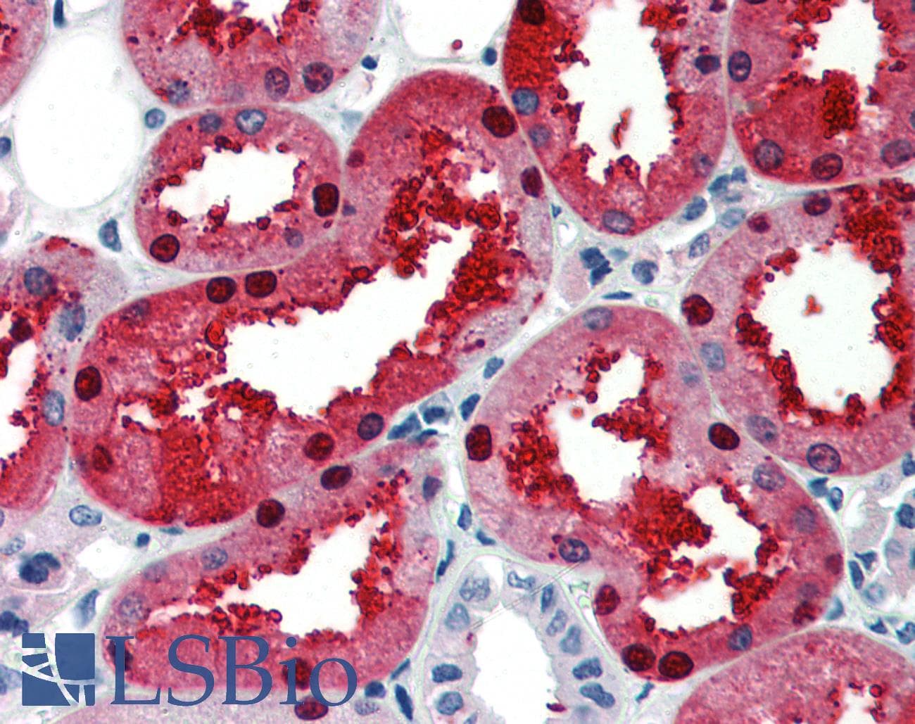 EN2 Antibody (C-Terminus)