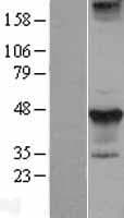 STYK1 Protein (Over-Expression Lysate Myc-DDK (Flag))