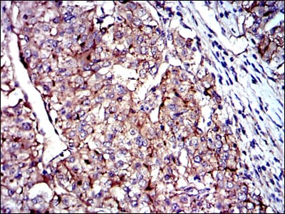CD9 Antibody (clone 5G6)