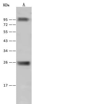 SNAP25 Antibody (Preservative Free)