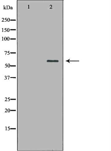 HSF2 Antibody