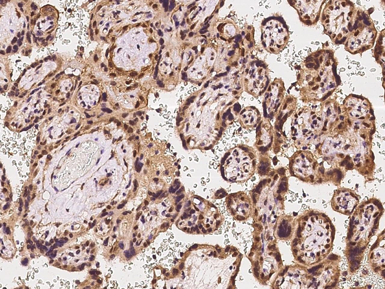 DLX3 Antibody