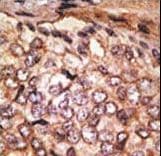 SIGLEC5 / CD170 Antibody (aa8-39)