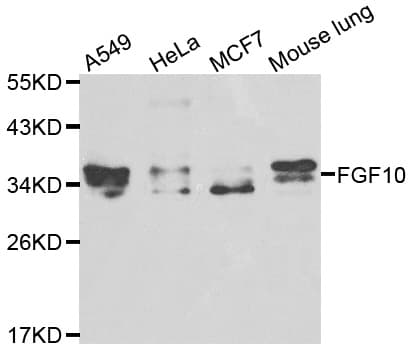 FGF10 Antibody