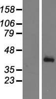 CFHR1 Protein (Over-Expression Lysate Myc-DDK (Flag))