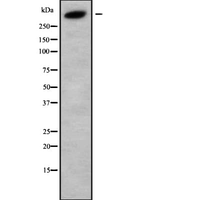 Polyclonal Rabbit anti-Human KALRN / KALIRIN Antibody (WB)