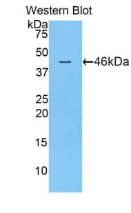 ICOS / CD278 Antibody (aa31-190)