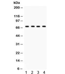 GRK5 Antibody