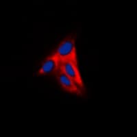 Alpha Tubulin Antibody (C-Terminus)