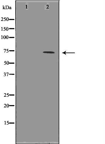 HSPA1L Antibody