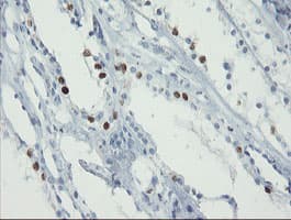 FOXI1 Antibody (clone OTI1D4)
