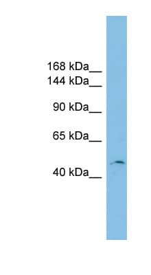 CTBP2 Antibody (C-Terminus)