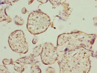 Polyclonal Rabbit anti-Human PTPRE / PTP Epsilon Antibody (IHC, WB)