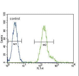 Polyclonal Rabbit anti-Human C/EBP Alpha / CEBPA Antibody (aa304-330, WB)