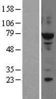 Human ELF2 / NERF Protein (Over-Expression Lysate Myc-DDK (Flag))
