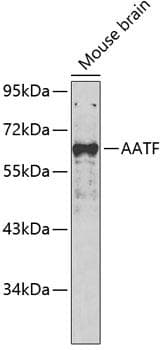 AATF Antibody