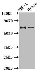 ILT2 / CD85 Antibody