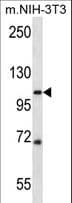 IHC-plus™ SIDT2 Antibody (aa418-447)