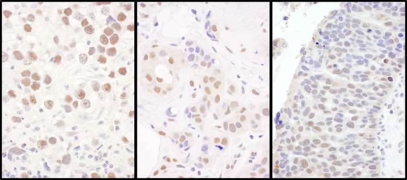CCNK Antibody (aa530-580)