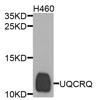 UQCRQ Antibody