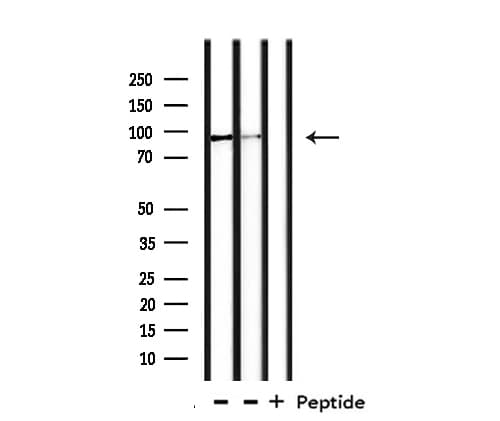 EFNA4 / Ephrin A4 Antibody