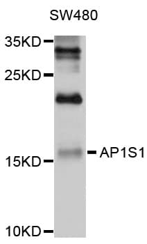 AP1S1 Antibody